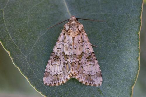 Craniophora ligustri